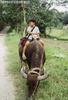 Carabao Joy Ride