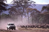 Safari through Kenya