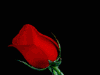 A Single Red Rose!