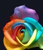 A Magical Rainbow Rose