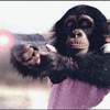 The Monkey Wants to Shoot You!!