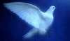  Beautiful Peace