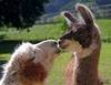 A friendly kiss
