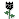 A Black Rose