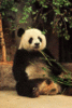 a panda picnic