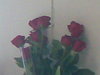 7 Roses