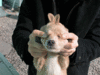 MashiMaro (Dog)