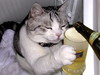 Cat Beer