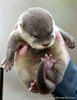 baby Otter