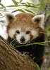 A sexy red panda