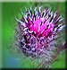 Burdock Berries -Touch Me Not