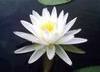 Water Lily -  Beauty &amp; Prist