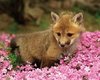 fox cub