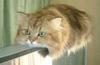 A Monorail Cat!