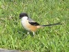 Long-tailed shrike