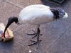 Australian white ibis