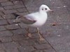 Black-headed gull