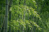 Bamboo