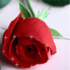 One Long Stem Red Rose