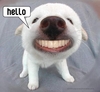 A Puppy Dog Hello !