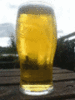 a beer