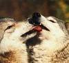 Wolf Kiss