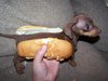 Hot dog...dog?