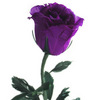 One Purple Rose