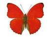 Red Butterfly