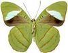 Olive Butterfly