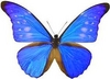 Blue Butterfly 4