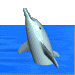 A Swim wih Dolphins