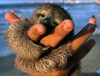 Baby Sloth