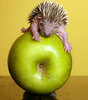 Baby Hedgehog atop an apple