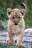 Baby Lion