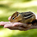 Baby chipmunk!