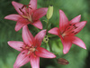Pretty Lilies for You