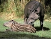 You are my tapir!