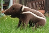 Pepe the toy tapir