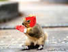 OWN'd by a boxing Squirrel