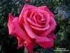 Pink Rose For My Love