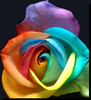 ~ psychedelic rose ~