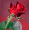 romantic rose for you x