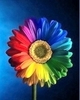 a rainbow daisy