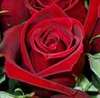 Red Rose