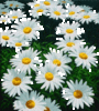 daisies in the sun