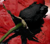 A single black rose..