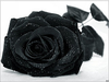 A black rose..