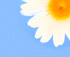 A daisy to brighten ur day