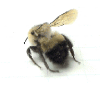 Buzzing Around Your Page 